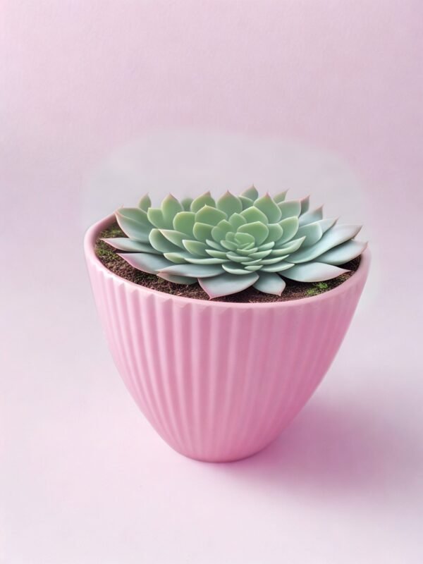 7f0a6424-c7f4-4f8e-b415-6a030d75d7f8_20250917_174112_0000-scaled-2.jpg Set 3 maceteros color naranja y rosa de polipropileno de alta calidad