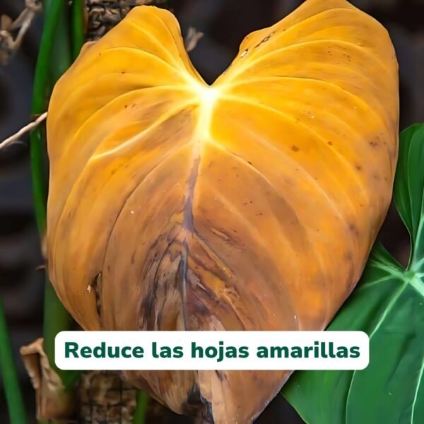 WhatsApp Image 2025-12-14 at 20.18.23 (3) TricoBac+ Probiótico Reforzado - Estimulante Radicular y Defensas