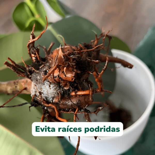 WhatsApp Image 2025-12-14 at 20.18.24 TricoBac+ Probiótico Reforzado - Estimulante Radicular y Defensas